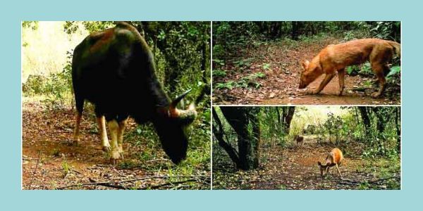 Sahyadri Wildlife Sanctuary, Bhimashankar